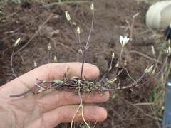 Gentianella grisebachii