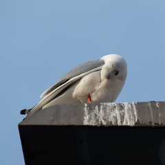 Chroicocephalus ridibundus