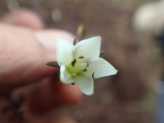 Gentianella grisebachii