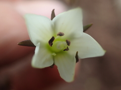 Gentianella grisebachii