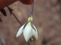 Gentianella grisebachii