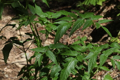 Selinum physospermifolium