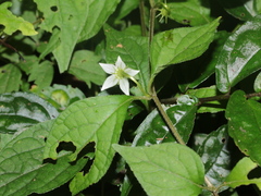 Lycianthes lysimachioides