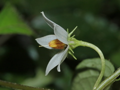 Lycianthes lysimachioides