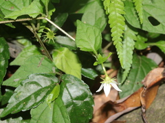 Lycianthes lysimachioides