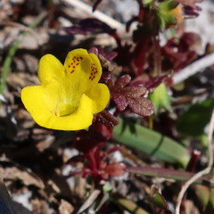 Hemimeris sabulosa