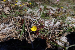 Hemimeris sabulosa