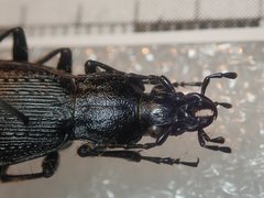 Carabus vanvolxemi