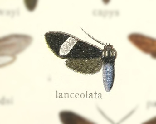 Loxozona lanceolata