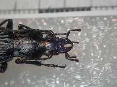 Carabus vanvolxemi