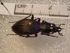Carabus vanvolxemi