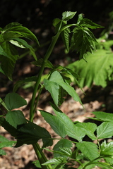 Selinum physospermifolium
