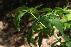 Selinum physospermifolium