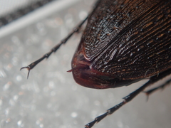 Carabus vanvolxemi
