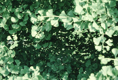 Ginkgo biloba