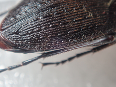Carabus vanvolxemi