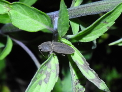 Agrypnus rectangularis