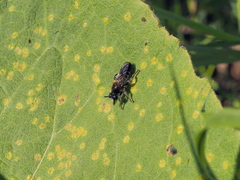 Choerades fuliginosa