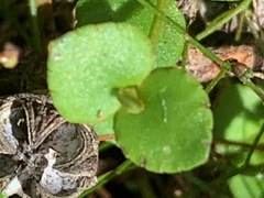 Gonocarpus micranthus micranthus