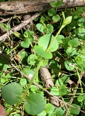Gonocarpus micranthus micranthus