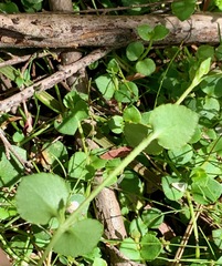 Gonocarpus micranthus micranthus