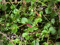 Gonocarpus micranthus micranthus