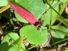 Gonocarpus micranthus micranthus