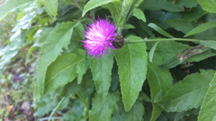 Cheirolophus sempervirens