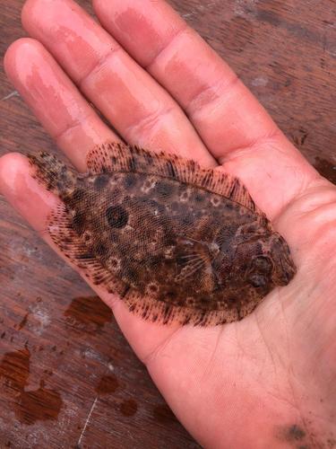 Eckstrom's topknot (Zeugopterus regius) — Scophthalmidae