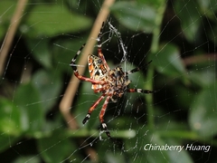Argiope ocula