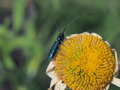 Agapanthiola leucaspis