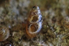 Tornatellinops
