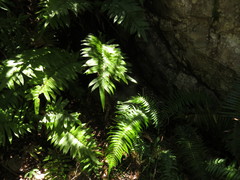 Blechnum capense