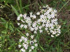 Allium drummondii