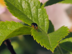Cryptocephalus flavipes