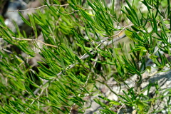 Asparagus falcatus