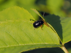 Cryptocephalus flavipes