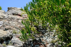 Asparagus falcatus