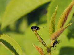 Cryptocephalus flavipes