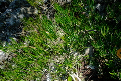 Asparagus falcatus