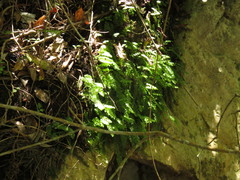 Hymenophyllum capense