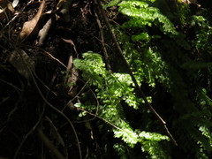 Hymenophyllum capense