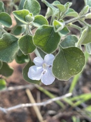 Barleria heterotricha
