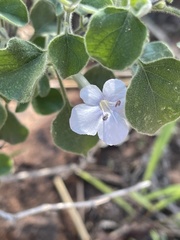 Barleria heterotricha