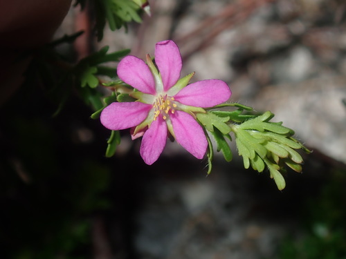 Bauera capitata (Bauera capitata)