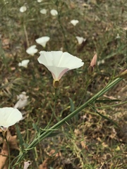 Calystegia purpurata