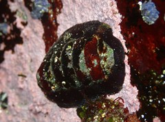 Onithochiton quercinus