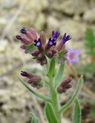 Anchusa hybrida