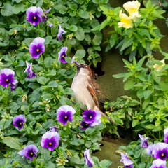 Passer domesticus