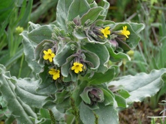 Alkanna orientalis